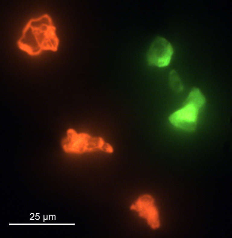 Photoluminescence Microscopy Micropl