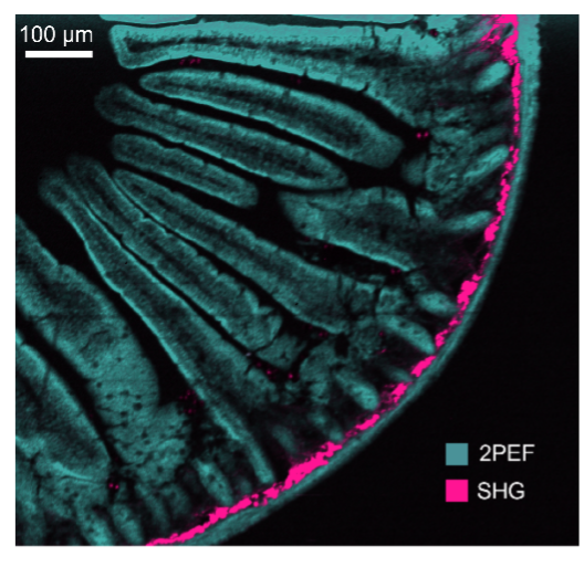 Mouse intestine stained with Alexa Fluor® 568