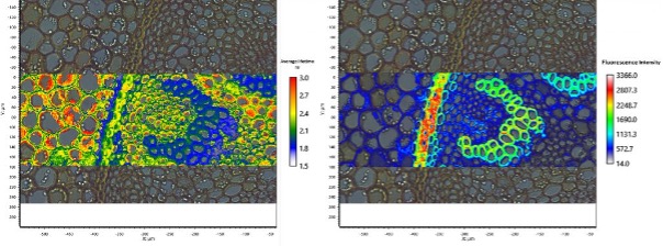 average lifetime and fluorescence intensity image of a Convallaria Rhizome section stained with Acridine Orange. FLIM reveals variation in lifetime across lignified and pectin rich cell walls (2 exponential tail fitting)