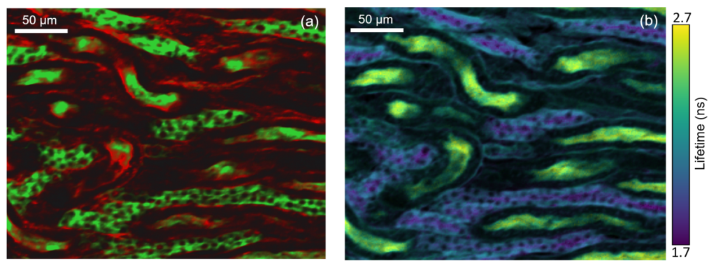 Two photon imaging of mouse kidney cells