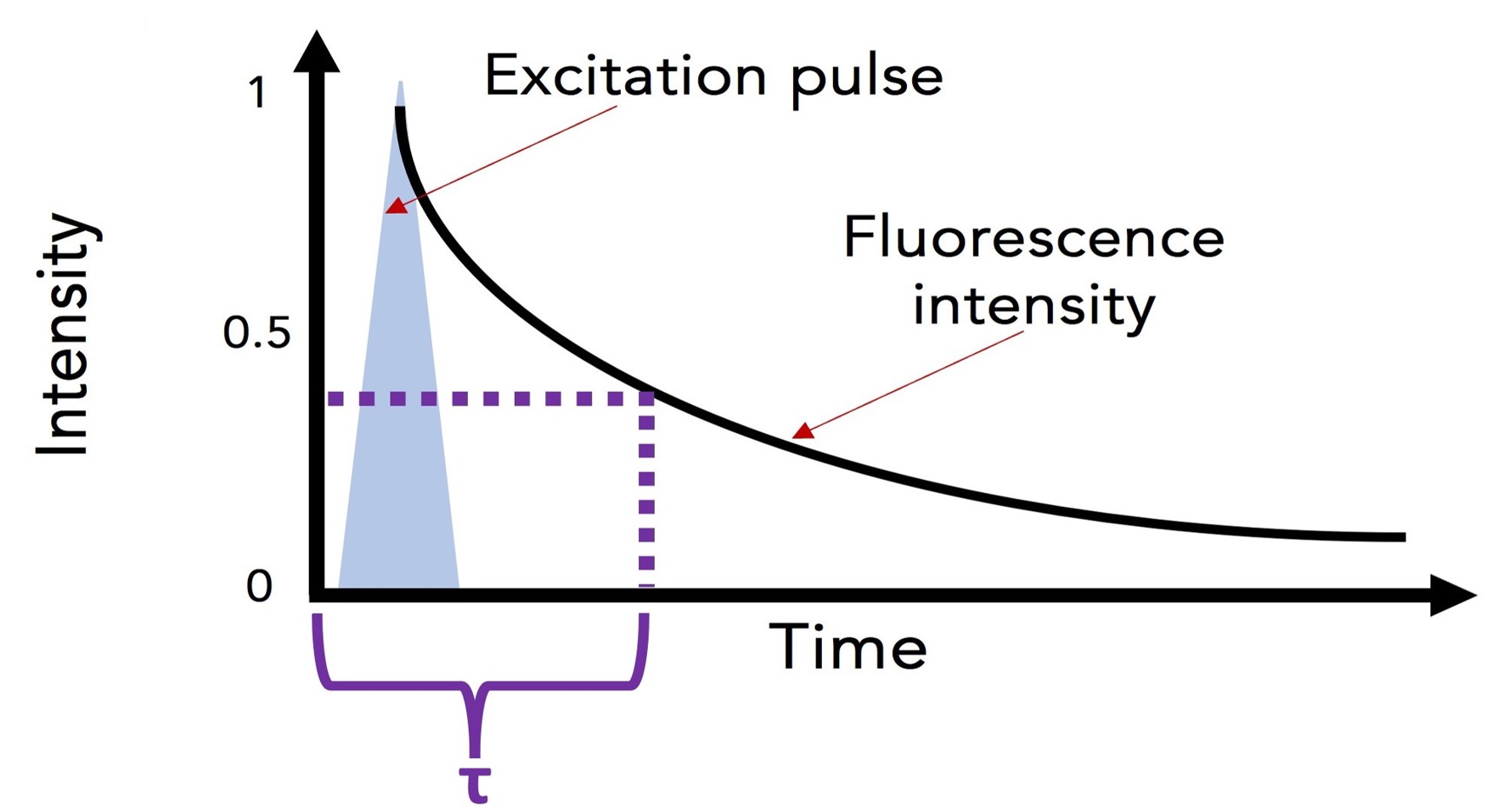 Fluorescence Lifetime | FAQ