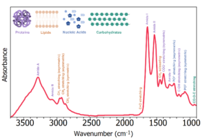 ATR-FTIR spectrum of Human serum.