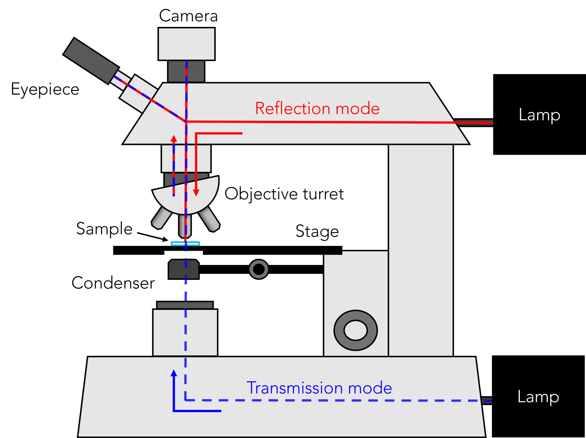 Illumination Techniques in Optical Microscopy | Edinburgh Instruments