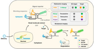 genetically encoded RNA sensors for molecular imaging