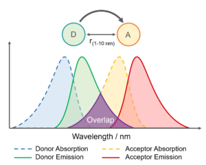 spectral overlap for FRET fluorescence