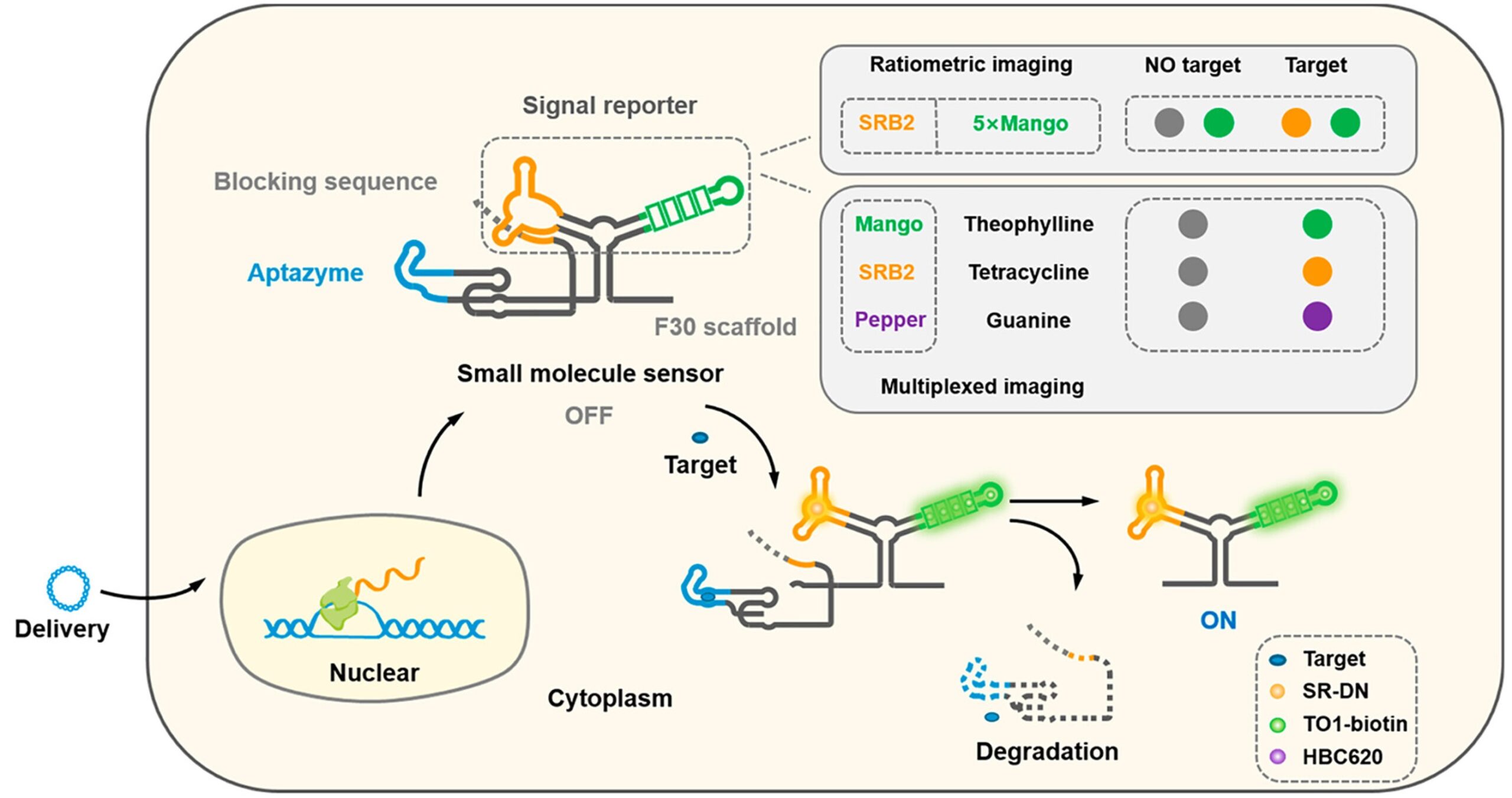 RNA Sensors for Molecular Imaging | Research Highlight