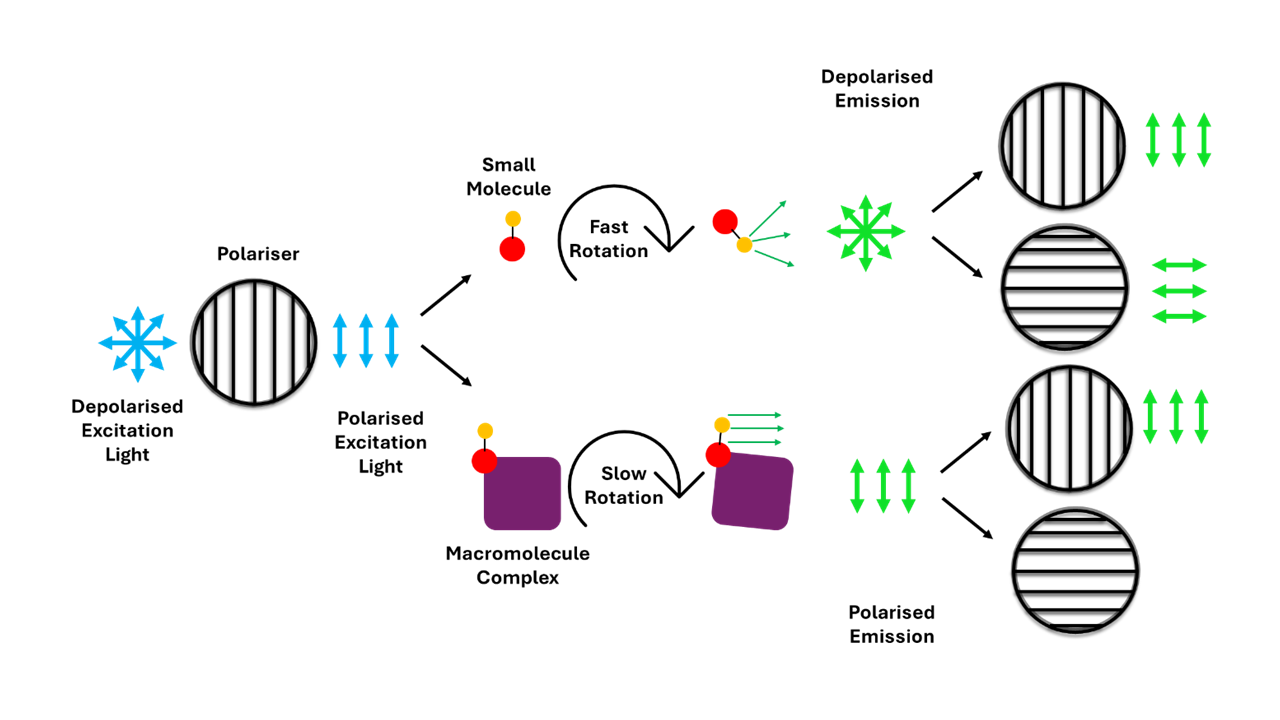 Example of a fluorescence anisotropy assay for monitoring molecular binding between a small and large molecule.