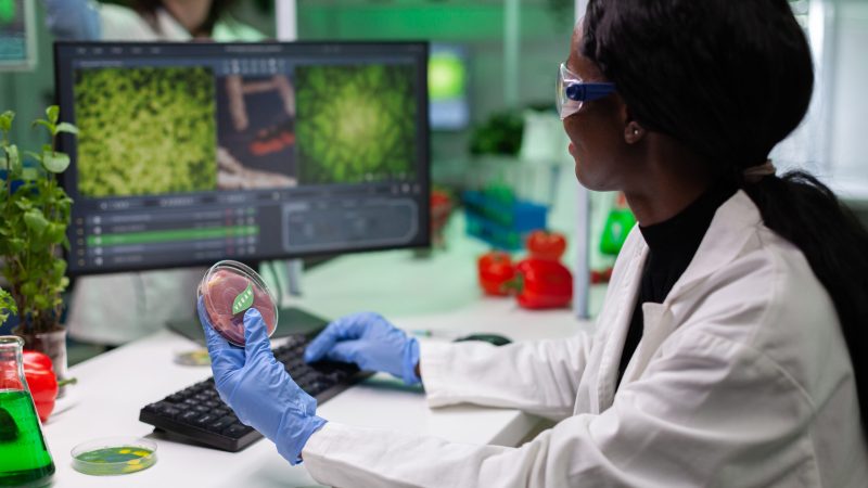 Scientist researcher holding petri dish with vegan meet typing microbiology expertise on computer. Biologist working on plant-blased beef substitute in biology hospital laboratory